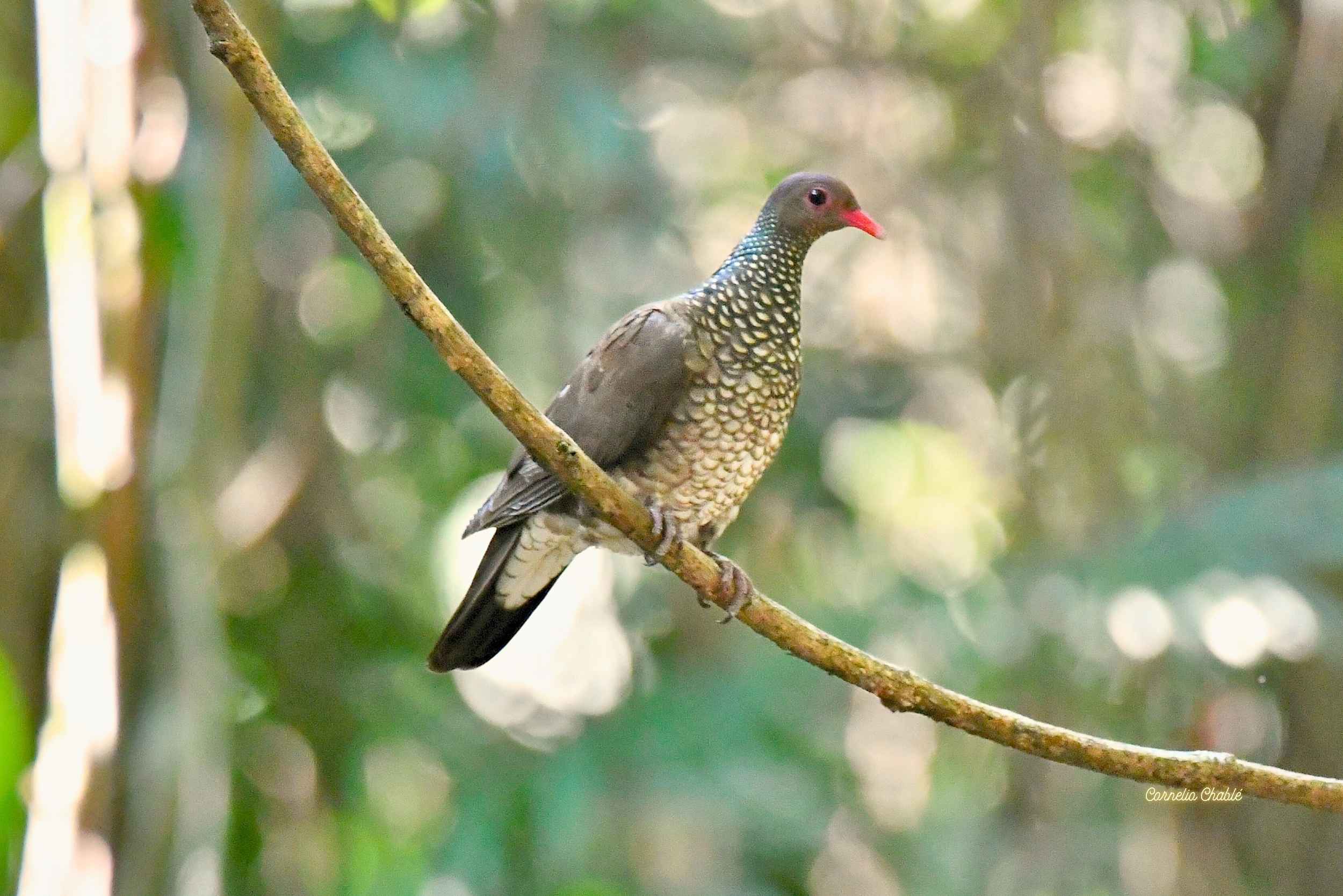 Escondites Fotográficos en Las Guacamayas: Clave para Capturar Especies Difíciles de Observar